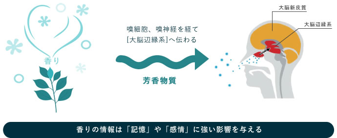 香りの影響